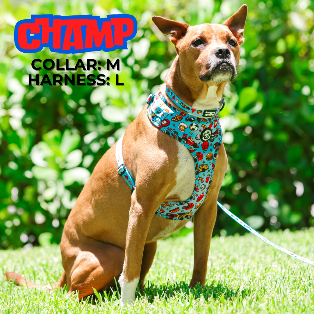 DOG ADJUSTABLE COLLAR - DADDY'S BOY