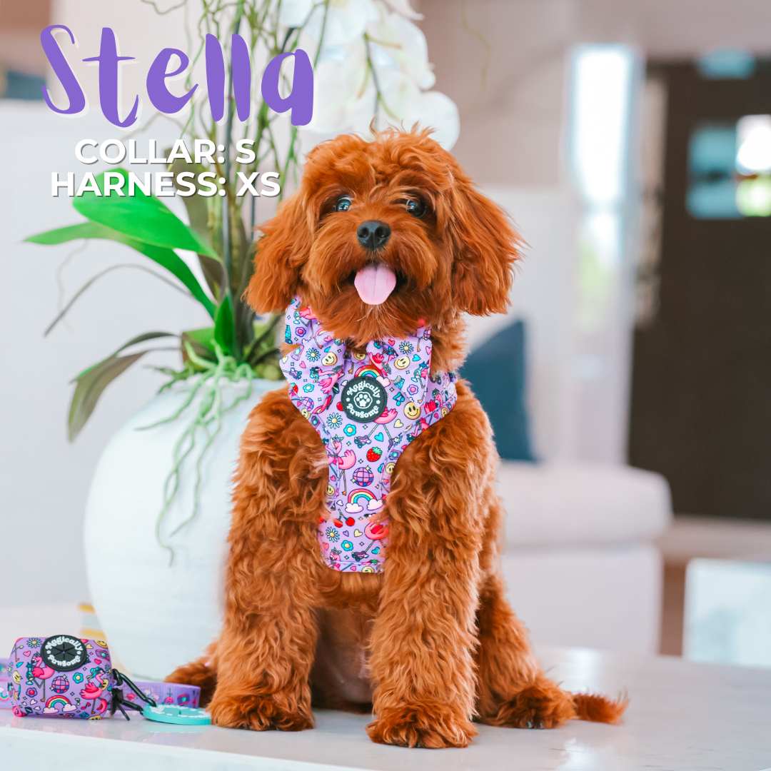 DOG ADJUSTABLE COLLAR - I'M FLAMAZING!