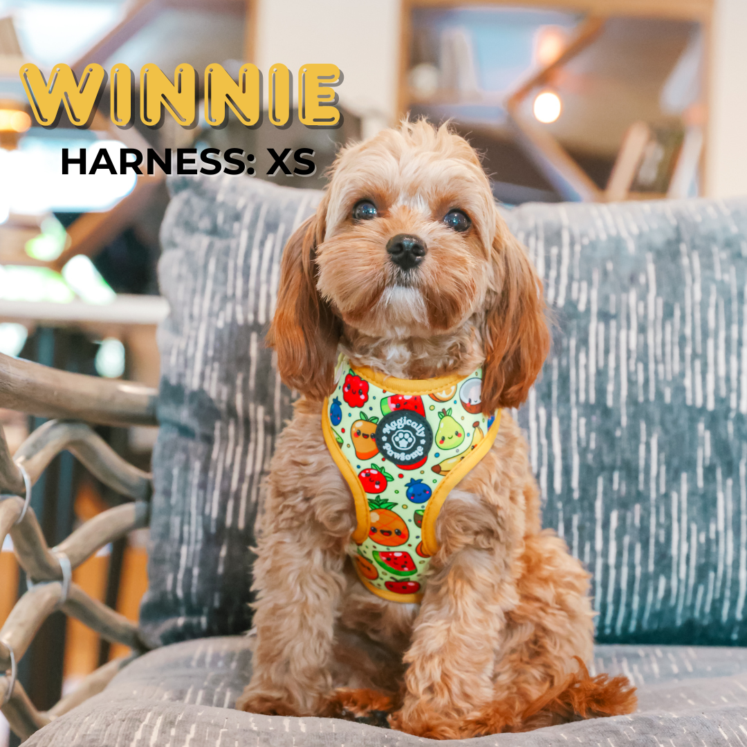 DOG ADJUSTABLE HARNESS - TUTTI FRUTTI