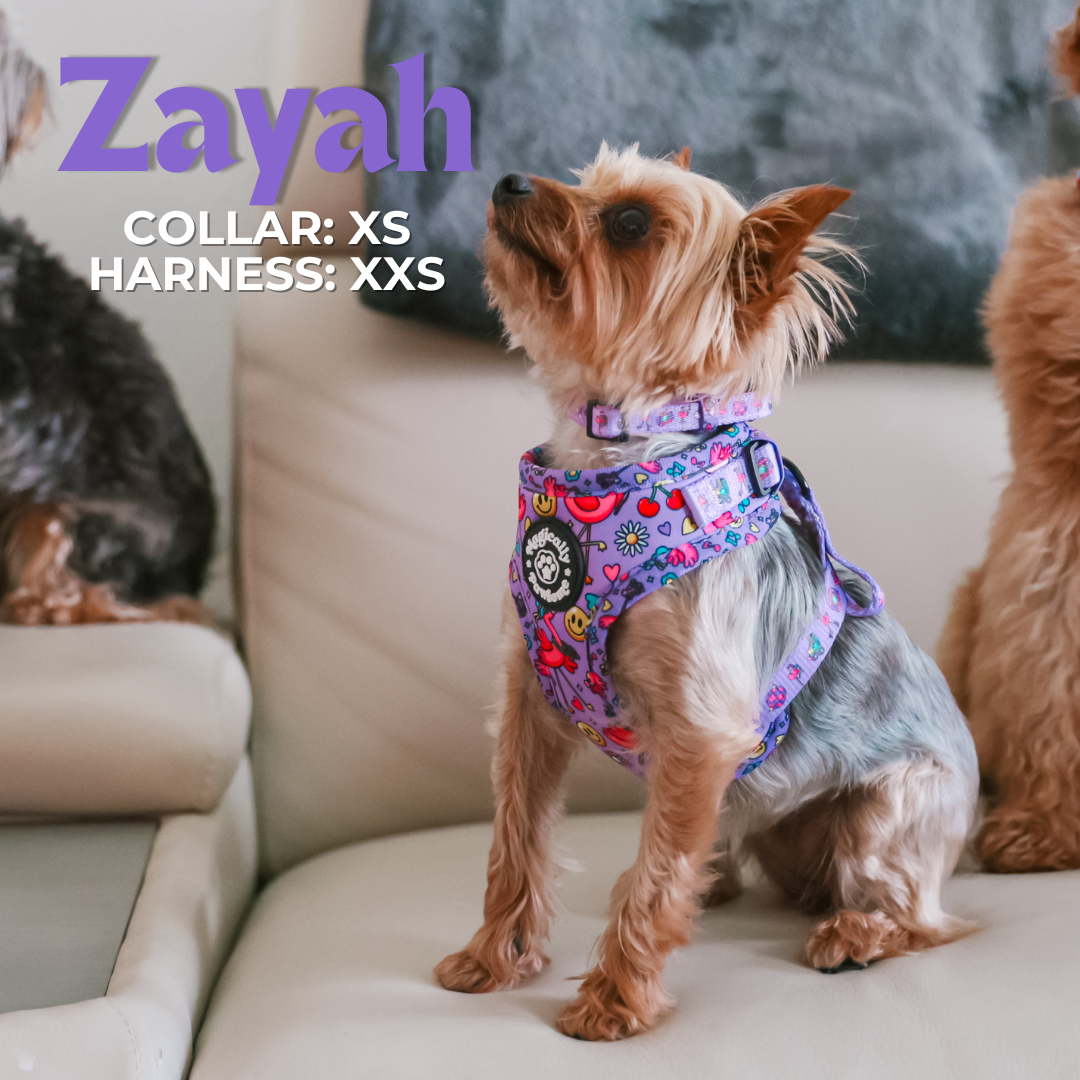 DOG ADJUSTABLE COLLAR - I'M FLAMAZING!