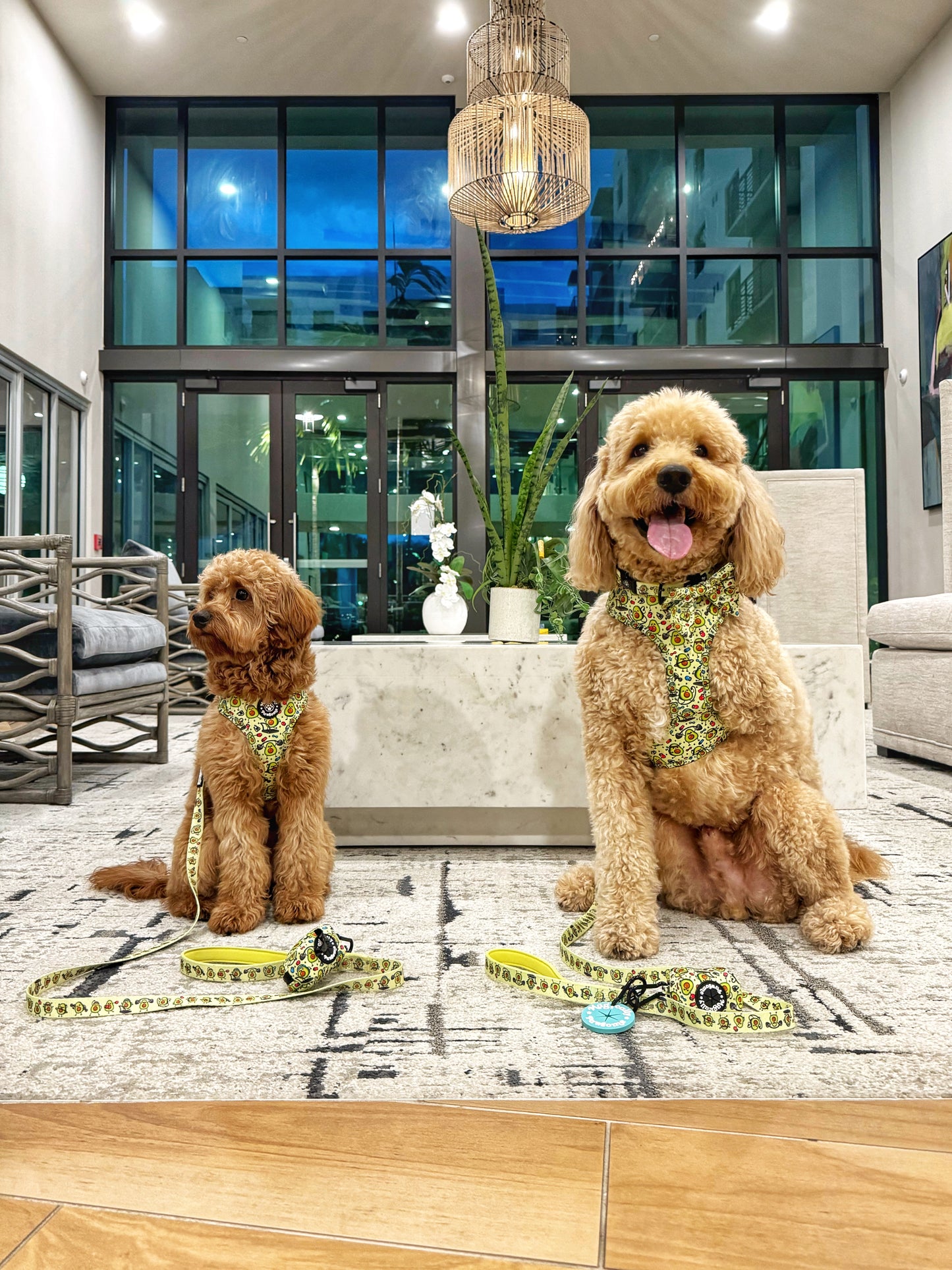 MAGICALLY PUP SIZE UP PLAN - HARNESS