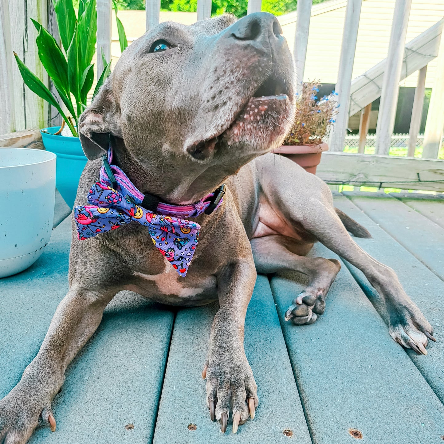 DOG SAILOR BOW - I'M FLAMAZING!