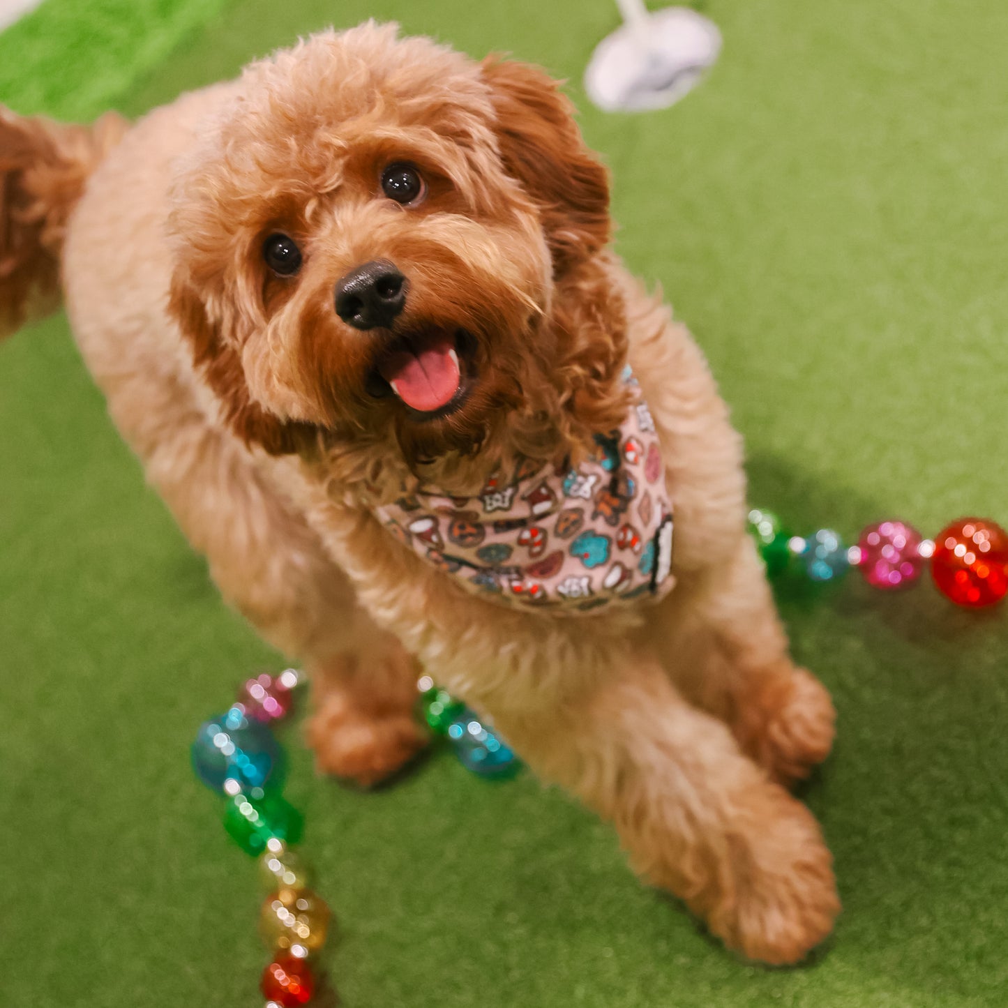 BANDANA - MAGICALLY GINGER BITES